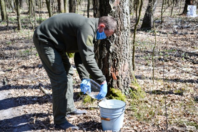 Природа – не на карантині: у волинських лісах збирають березовий сік для декількох континентів. ФОТО