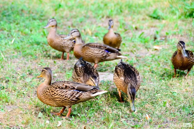 Смачна їжа у неймовірному місці: у Луцьку відкрили екокафе вірменської кухні* 