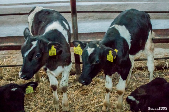 Без домішок і рослинних жирів: як на Волині виготовляють «молочку». ФОТО