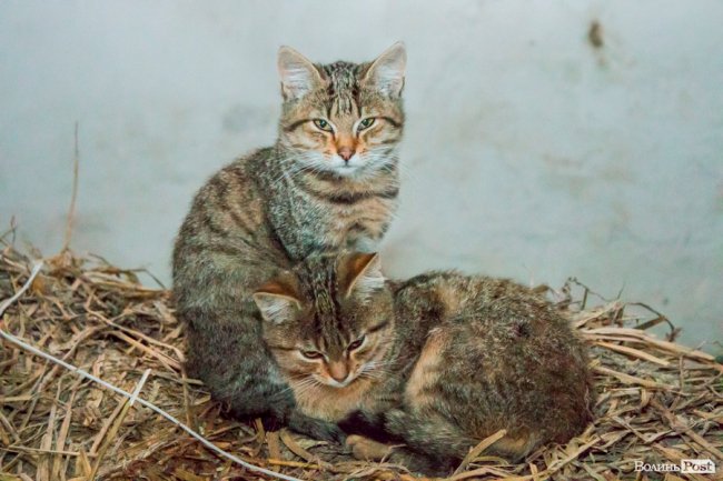 Без домішок і рослинних жирів: як на Волині виготовляють «молочку». ФОТО