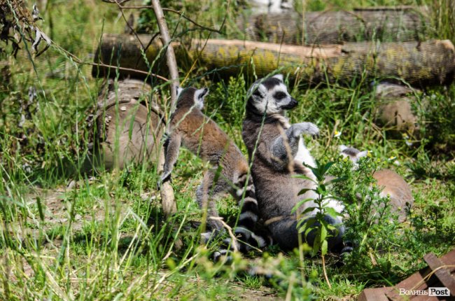 Звіриний ТОП: бебі-бум у Луцькому зоопарку