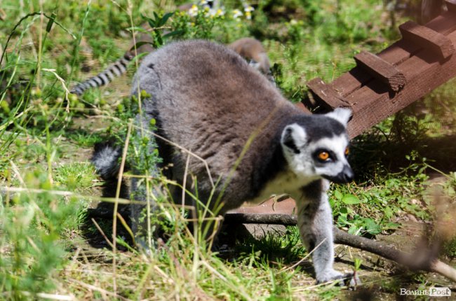 Звіриний ТОП: бебі-бум у Луцькому зоопарку