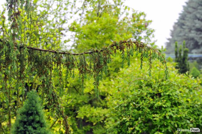 Екологічні стежки у волинському лісі – безліч відкриттів не лише для дітей