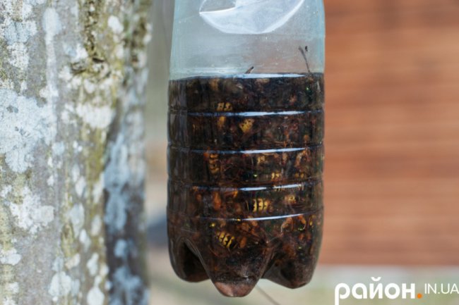 «Історії довкола лісу» і секрети бджолярства від волинського пасічника