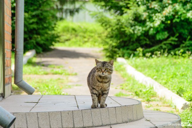 «Люблю кожен колосок»: розмова про 51 рік роботи серед пшеничного різноманіття. ФОТО
