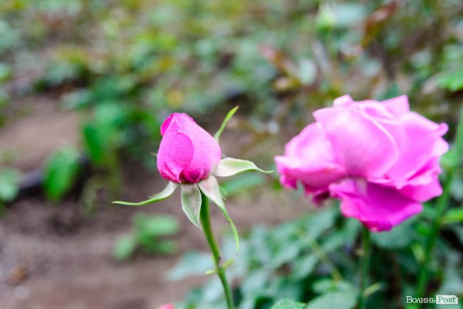 Трояндово-полуничний бізнес із ароматом сакур: родина під Луцьком вирощує плантації рослин. ФОТО
