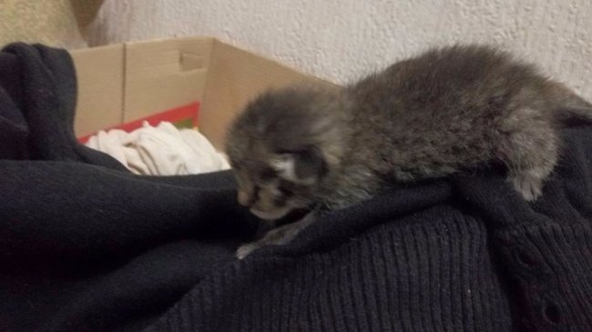 врятоване Дар'єю кошеня