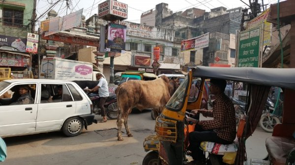 «Нотатки мандрівника» Христини Губської: несвященні корови, багато грошей та еротика