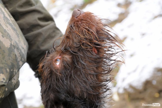 Нічні погоні та браконьєри: як працює лісова рейдова група. ФОТО