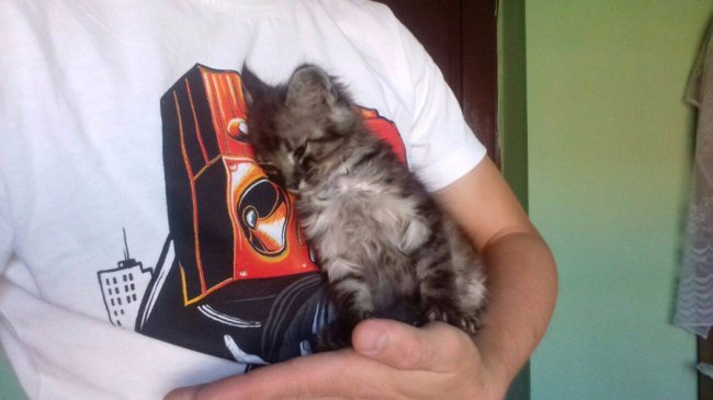 кошеня Анни