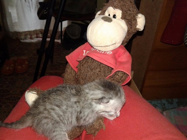 врятоване Людмилою кошеня