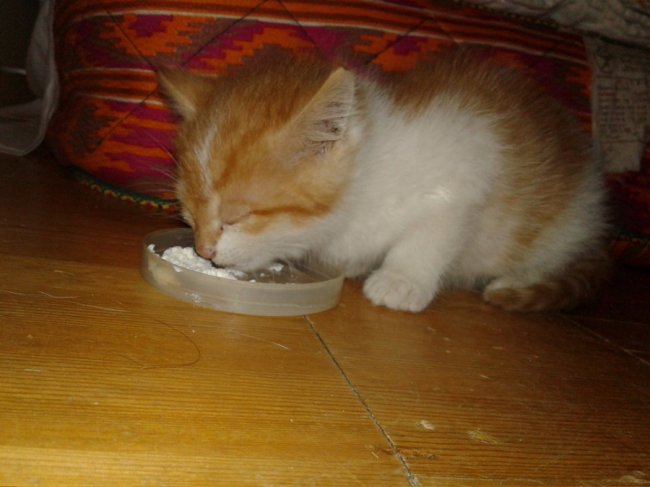 врятоване Людмилою кошеня