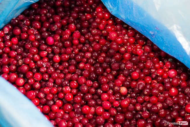 «Ліси Волині» – можливість їсти свіжі ягоди, гриби, овочі та фрукти цілий рік*