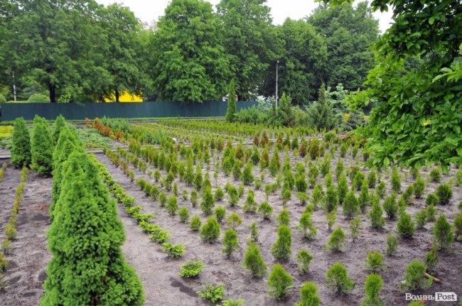 Екологічні стежки у волинському лісі – безліч відкриттів не лише для дітей