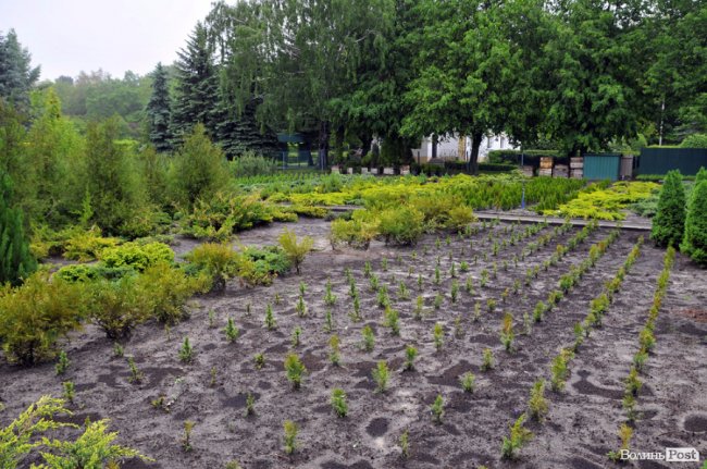 Екологічні стежки у волинському лісі – безліч відкриттів не лише для дітей