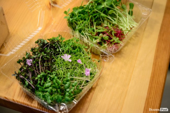 Лучанка створила вдома маленьку ферму і вирощує новомодний мікрогрін. ФОТО