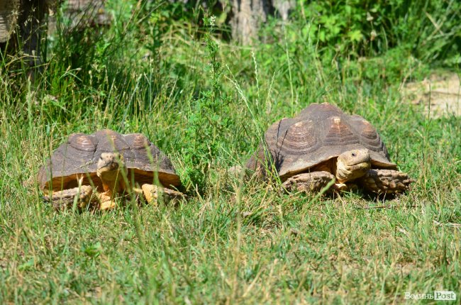 Звіриний ТОП: 5 екзотичних тварин Луцького зоопарку