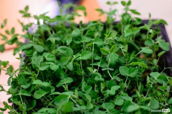 Лучанка створила вдома маленьку ферму і вирощує новомодний мікрогрін. ФОТО