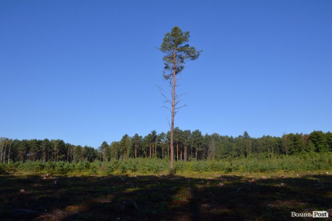 Волинські лісники б'ють на сполох: через шкідника відмирає сосновий ліс