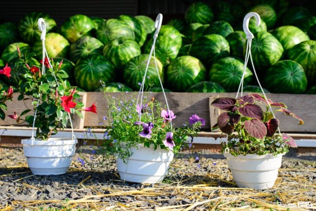 Про кавуновий бізнес і Україну: розмова з луцьким продавцем «смугастиків» із нотками азербайджанського акценту