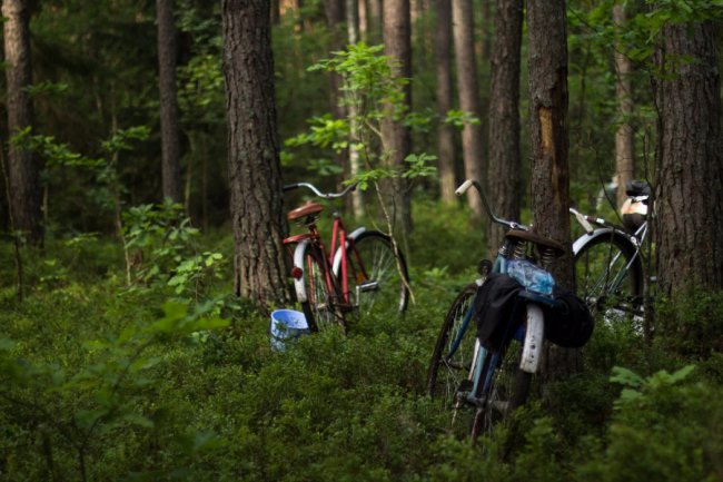 Ліс був завжди: історія волинського села, де все міряють ягодами