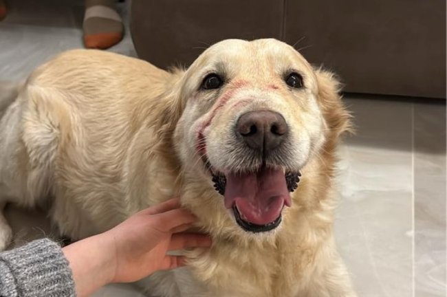 Як обстріли впливають на домашніх тварин: поради волинських ветеринарів