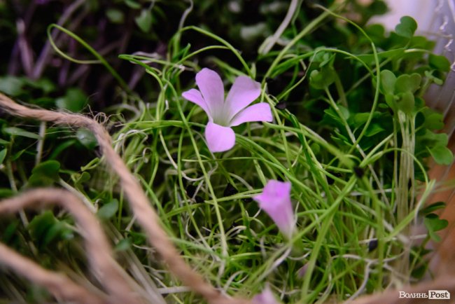 Лучанка створила вдома маленьку ферму і вирощує новомодний мікрогрін. ФОТО