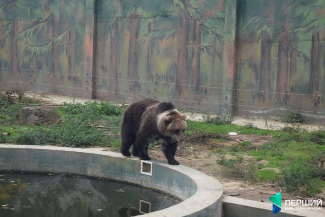 Домашній, затишний куточок: як живеться луцькому зоопарку