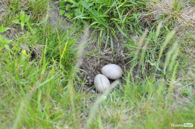 Туристичні принади Волині: лабіринтами «Амазонки»