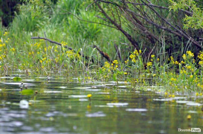Туристичні принади Волині: лабіринтами «Амазонки»