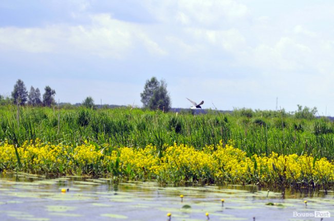 Туристичні принади Волині: лабіринтами «Амазонки»