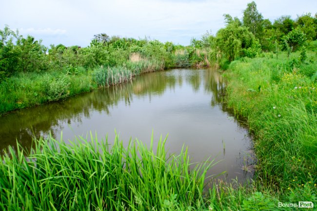 Трояндово-полуничний бізнес із ароматом сакур: родина під Луцьком вирощує плантації рослин. ФОТО