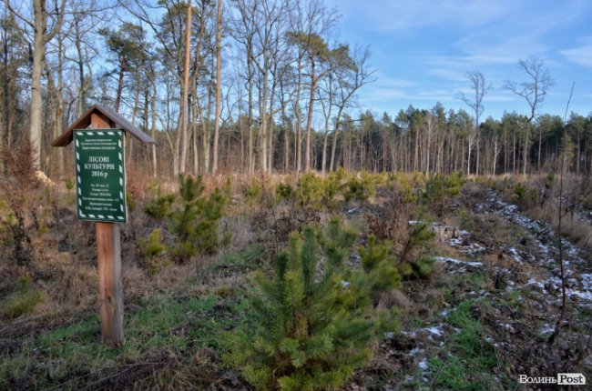 Заповідник чи «порохова діжка»: частина дерев у «Цуманській пущі» стала небезпекою