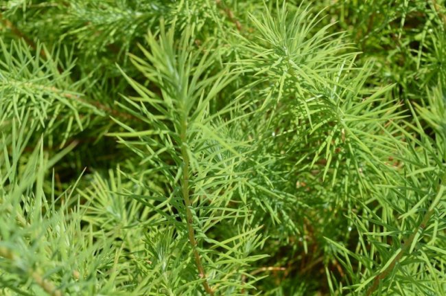 Не так легко, як здається: про лісівників Волині, «підводні камені» і обов’язки професії 