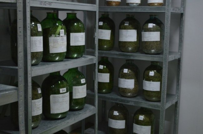 У банку насіння: запаси на випадок неврожаю