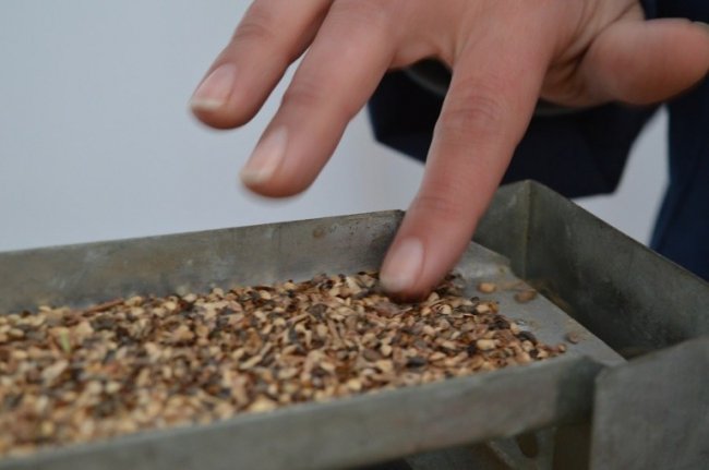 Лісове насіння проходить ретельний відбір