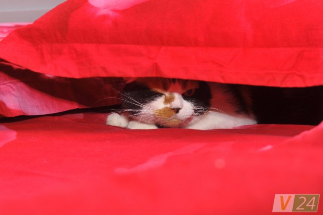 Кицька Марго не дуже любить спілкуватися з гостями. Зате на 11 році життя не втомлюється двічі на рік «дарувати» господарям кошенят