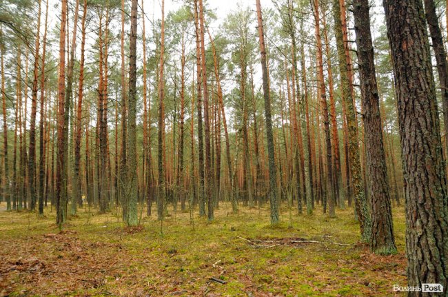 Лісівники показали, як розвивають мисливське господарство на Волині