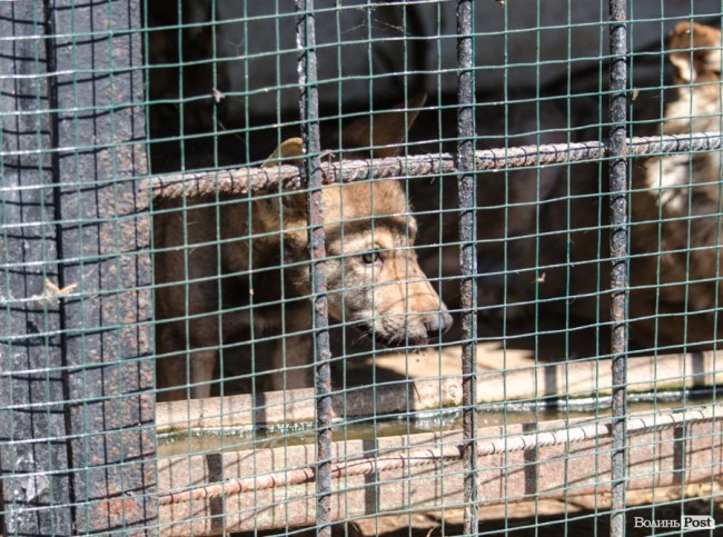 Звіриний ТОП: бебі-бум у Луцькому зоопарку