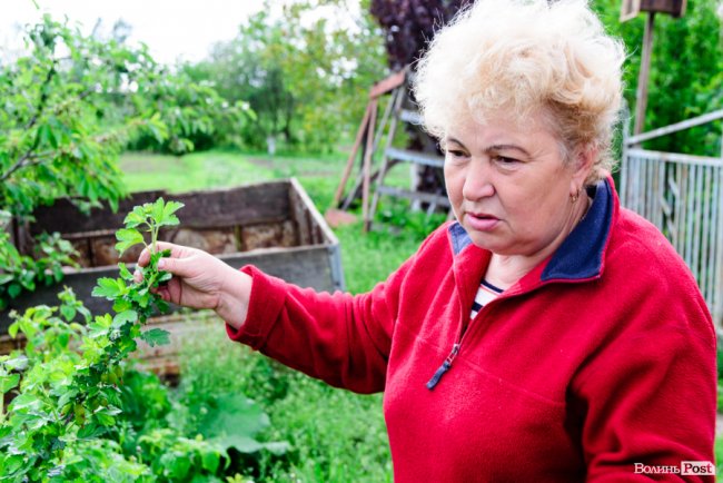 Трояндово-полуничний бізнес із ароматом сакур: родина під Луцьком вирощує плантації рослин. ФОТО