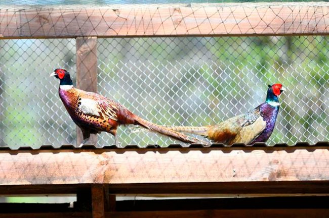 Стильний екоресторан і відкриття будинку мисливця: як на Волині руйнують стереотипи про лісове господарство. ФОТО