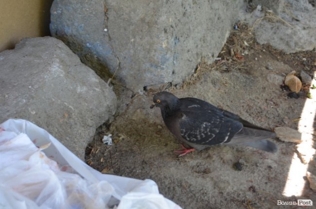 «Я вже й не пам’ятаю, коли їв борщ»: історія луцького безхатька 