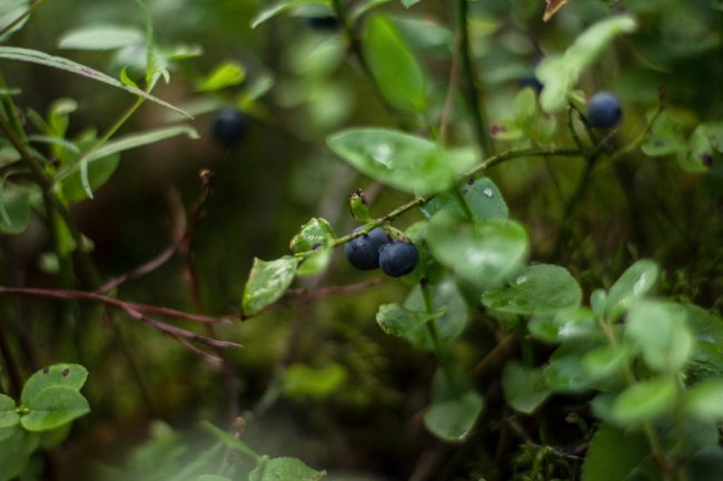 Ліс був завжди: історія волинського села, де все міряють ягодами
