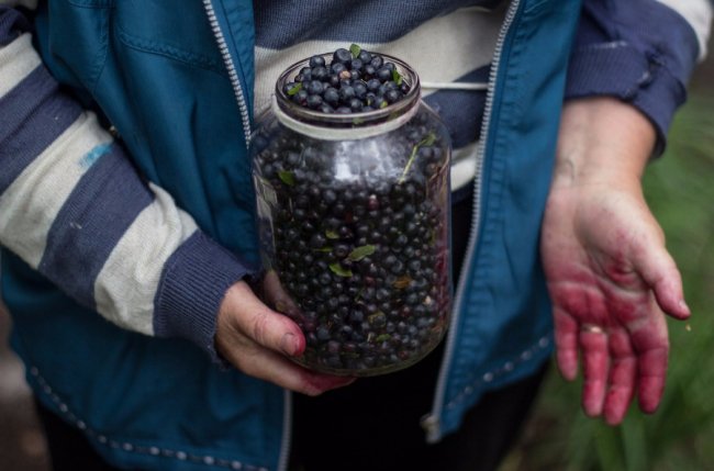 Ліс був завжди: історія волинського села, де все міряють ягодами