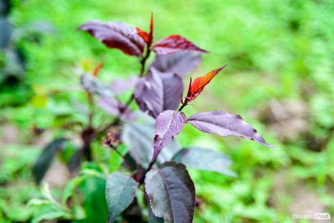 Трояндово-полуничний бізнес із ароматом сакур: родина під Луцьком вирощує плантації рослин. ФОТО