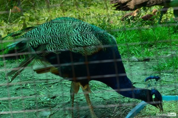 Що переживають звірі під час реконструкції луцького зоопарку