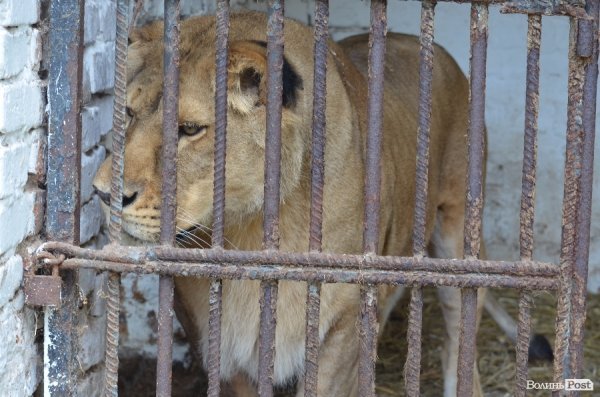Що переживають звірі під час реконструкції луцького зоопарку