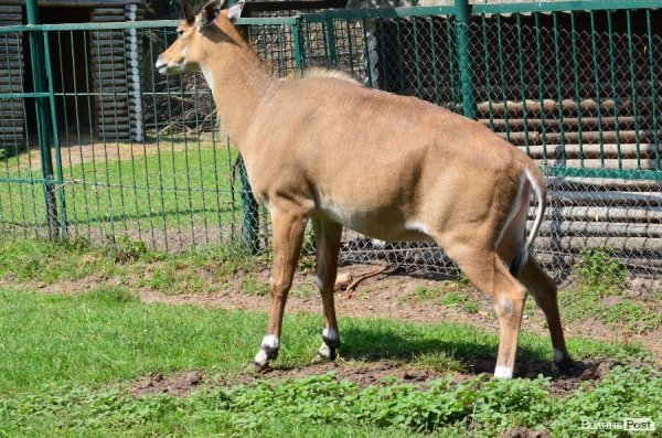 Що переживають звірі під час реконструкції луцького зоопарку