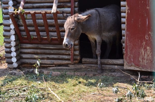 Що переживають звірі під час реконструкції луцького зоопарку