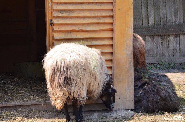 Що переживають звірі під час реконструкції луцького зоопарку